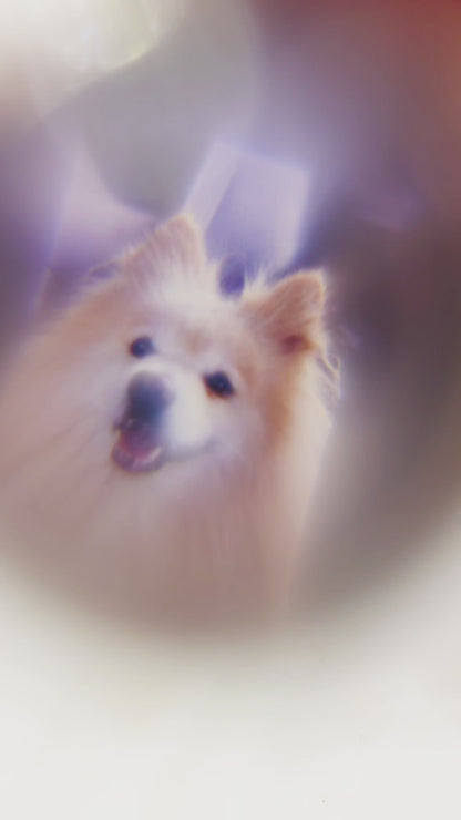 Fotoornament fugl