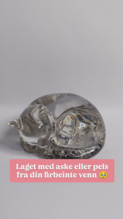 Sovende katt